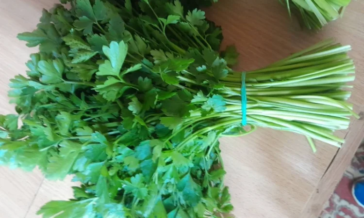 Продам перо цибулі, петрушку - фото № 3