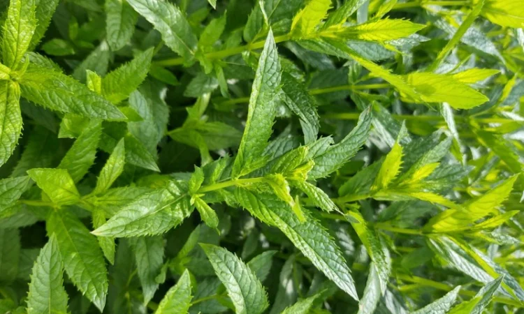 Продам мяту свіжу - фото № 1