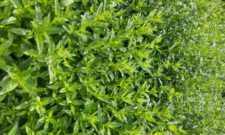 Продам мяту свіжу - фото № 2