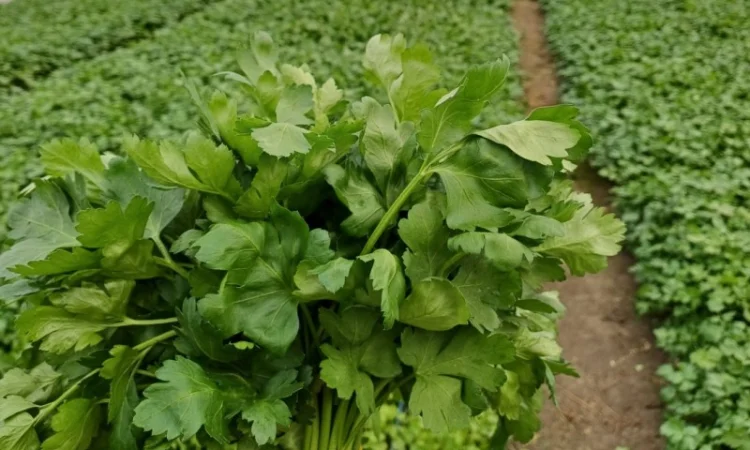 Продам петрушку листову - фото № 1