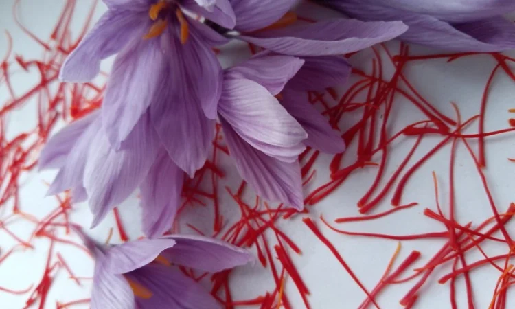 Продам Шафран Український - фото № 2