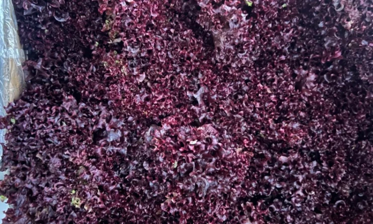 Зелень свіжа Кріп Петрушка та інше - фото № 2