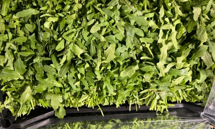 Зелень свіжа Кріп Петрушка та інше - фото № 3