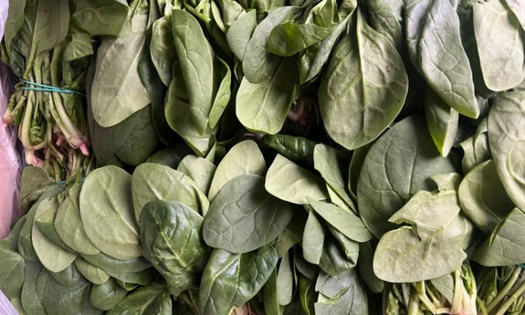 Зелень свіжа Кріп Петрушка та інше - фото № 4