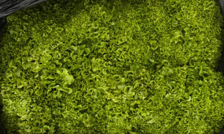 Зелень свіжа Кріп Петрушка та інше - фото № 5