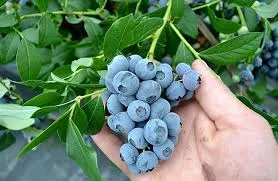 Голубика - фото № 1