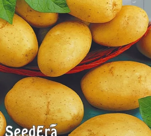 Насіння картоплі Асоль (насіння) - фото № 1