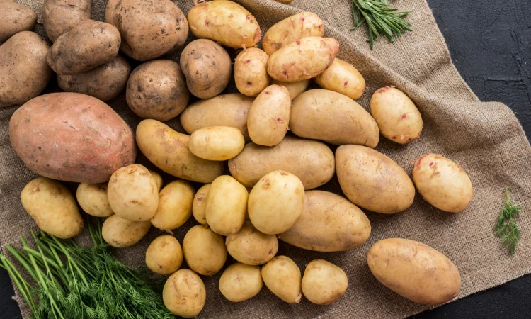 Картопля Сільвана (бульби/насіння) - фото № 1