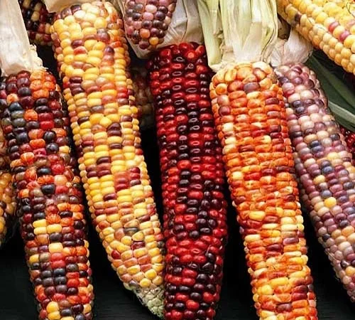 Кукуруза декоративная Амеро (насіння) - фото № 1