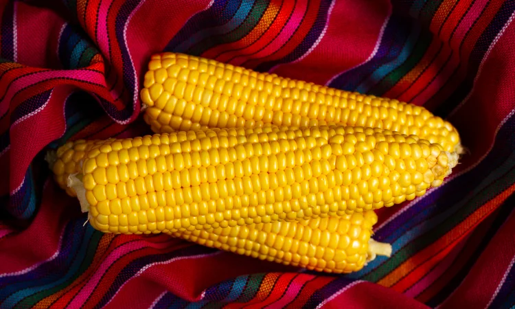 Кукурудза Світ Парадайз (насіння) - фото № 1