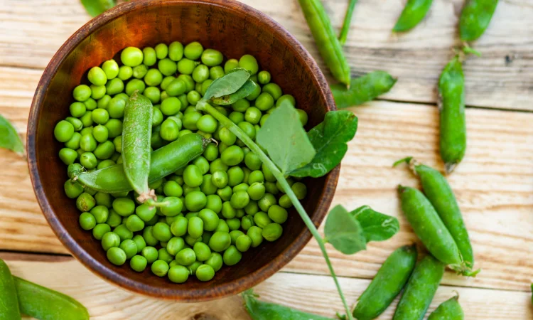 Горох Скінадо (насіння) - фото № 1