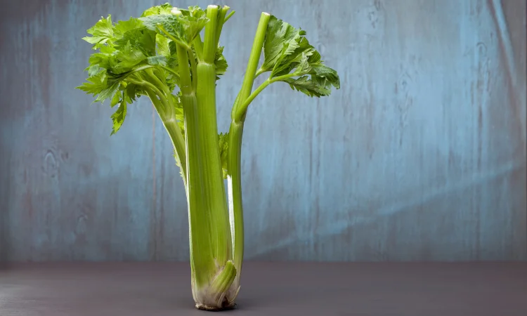 Селера коренева Діамант (насіння) - фото № 1