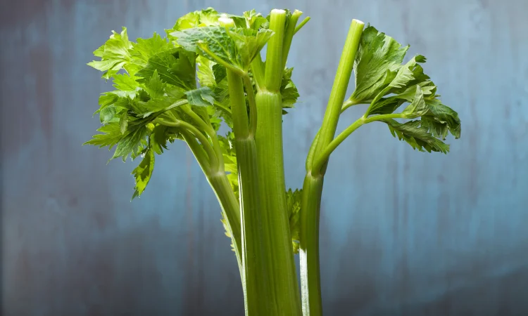 Селера коренева Алабастер (насіння) - фото № 1