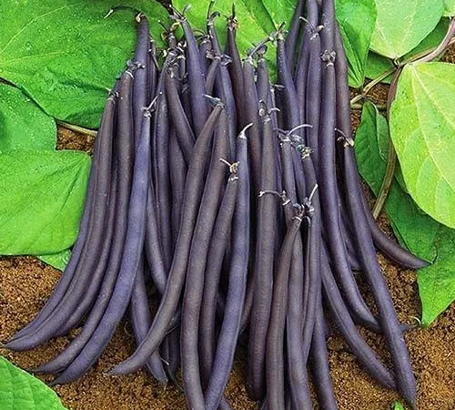 Квасоля Спаржа Блаухільде пакет гiгант (насіння) - фото № 1