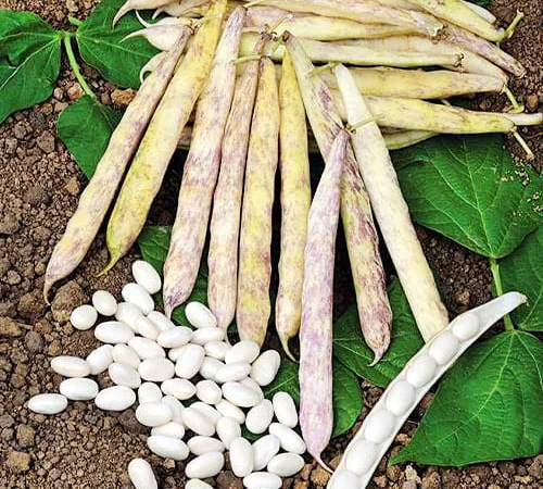 Квасоля Кущова Мавка пакет гiгант (насіння) - фото № 1