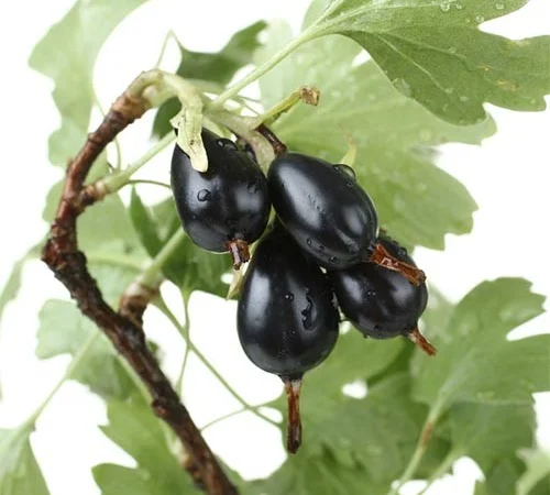 Йошта Рекст (саджанці) - фото № 1