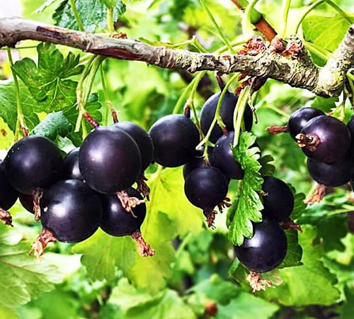 Йошта (саджанці) - фото № 1