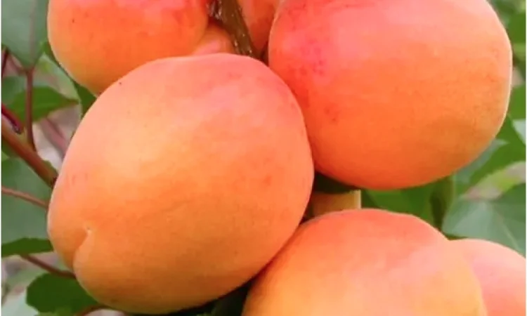 Абрикос Київський Ранній (саджанці) - фото № 1