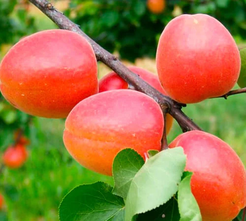 Абрикос Меджік Кот (саджанці) - фото № 1