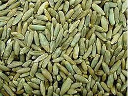 Жито (Рожь) озиме кращих сортів на сидерат - фото № 1