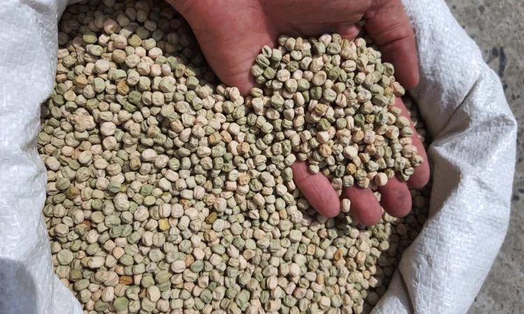 Насіння гороху (сорт Бінго) 0,5 кг - фото № 1