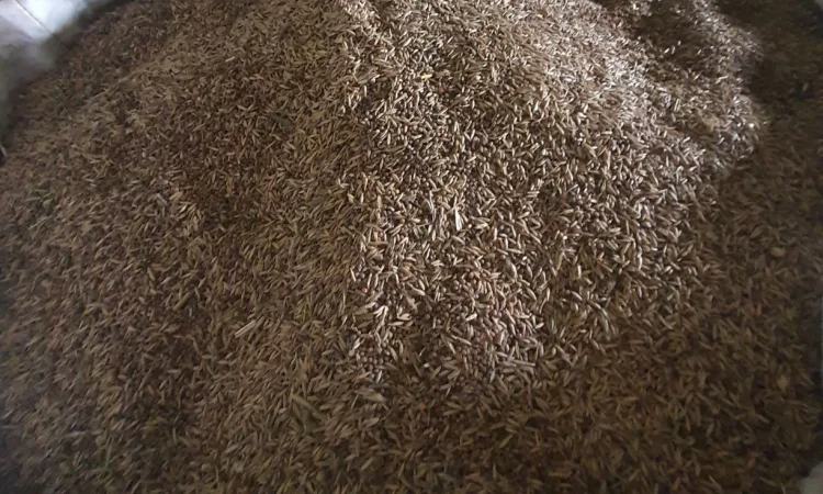 Суміш №3 вико овес + Гірчиця + Люпин 1кг ( Мікс ) - фото № 1