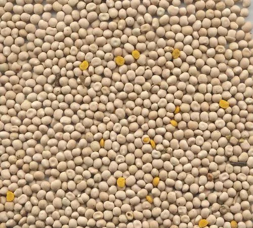 Люпин на сидерат 1кг - добре накопичує азот - фото № 1