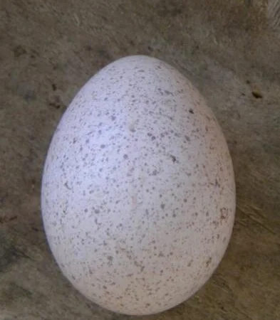Инкубационное яйцо индюков БИГ-6 - фото № 1
