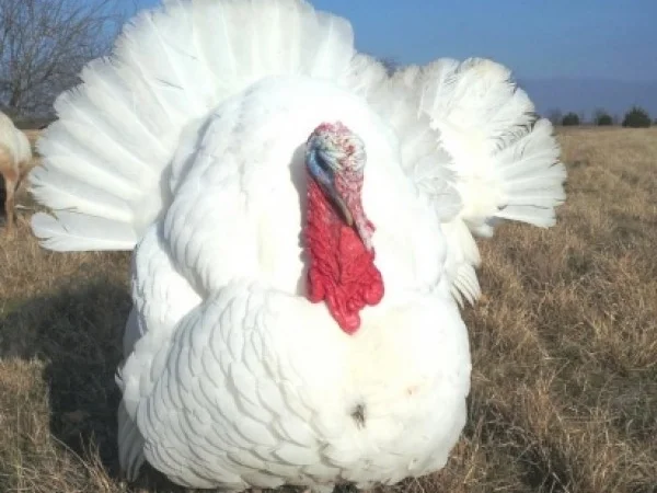 Інкубаційні яйця індика БІГ 6 - фото № 1