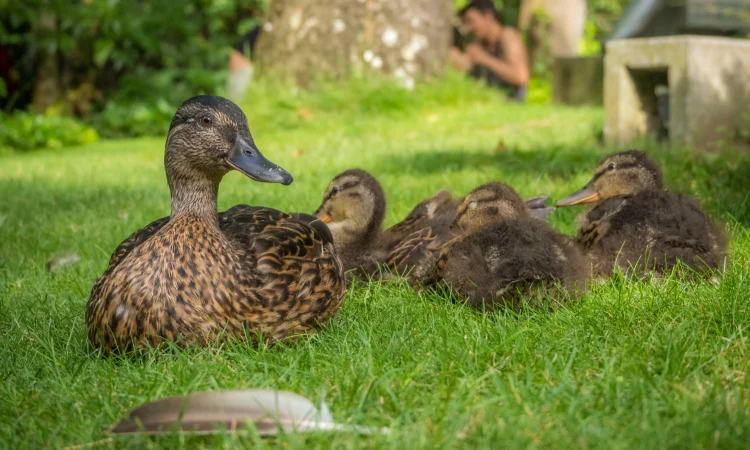 Інкубаційні яйця качки Стар 53 - фото № 1