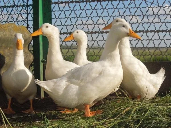 Інкубаційні яйця качки Благоварка - фото № 1