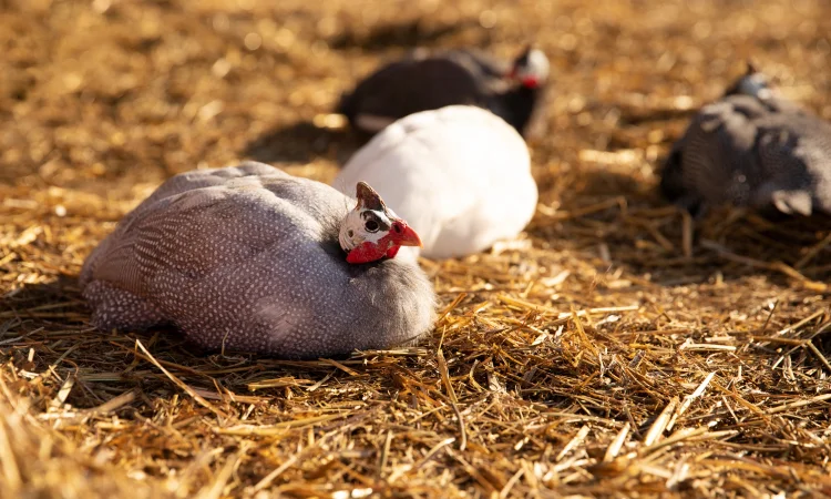 Інкубаційні яйця цесарки Крапчатої - фото № 1