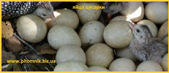 Інкубаційні яйця цісарки сіро-крапчастої - фото № 1