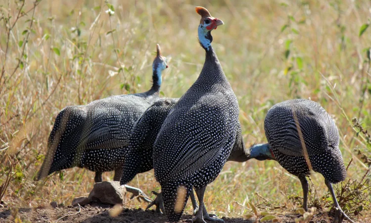 Яйця цесарок - фото № 1