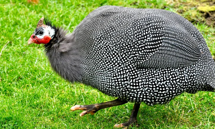 Інкубаційні яйця цесарок - фото № 1