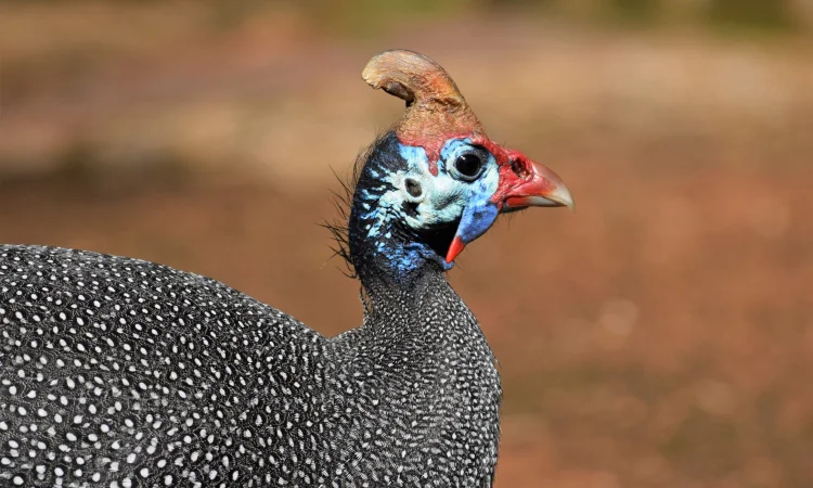 Інкубаційні яйця цесарок - фото № 1