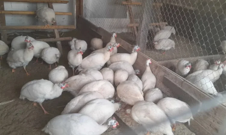 Інкубаційні яйця цесарок - фото № 1