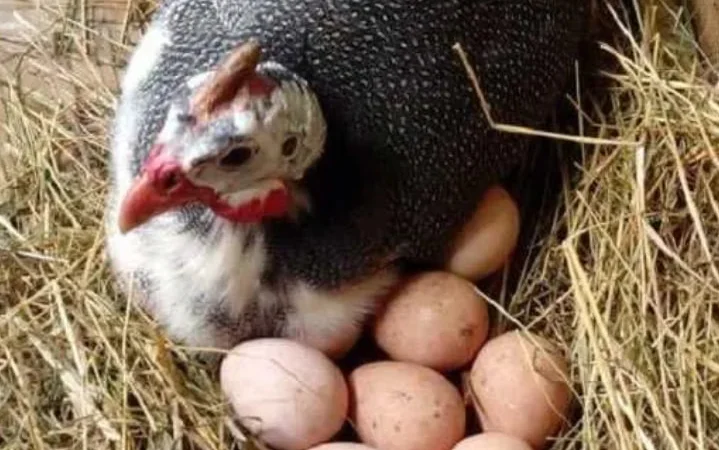 Столовые цесаринные яйца. Харчові яйця - фото № 1