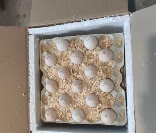 Инкубационные яйца индюка маркерованые Венгрия - фото № 1