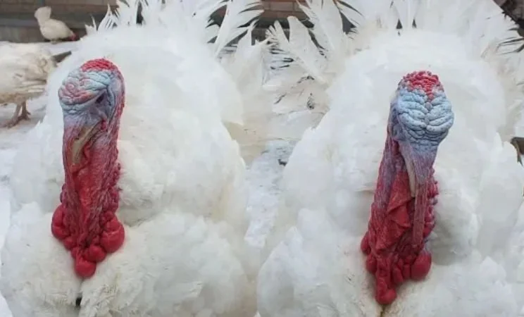 Інкубаційні яйця індика - фото № 1