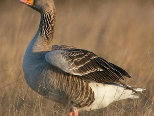 Гусь серый - фото № 1