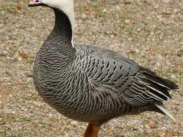 Гусь белошей - фото № 1