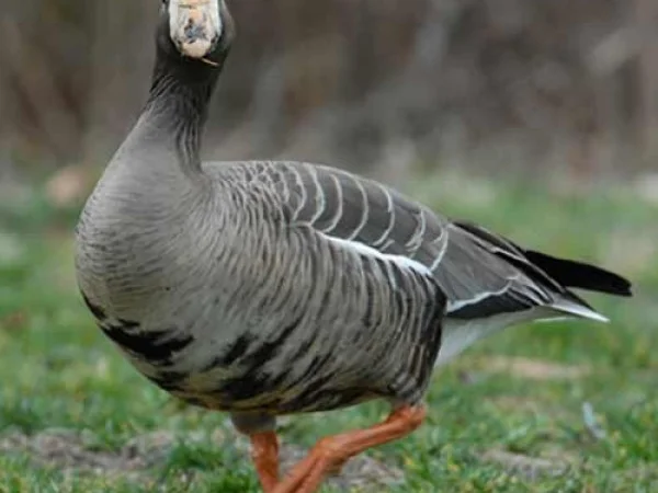 Гусь белолобый - фото № 1