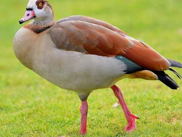 Гусь нильский - фото № 1