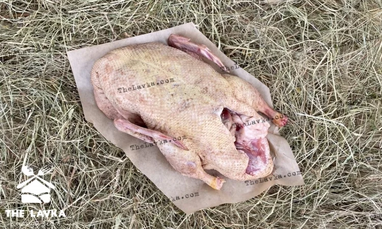 Качка домашня - фото № 1