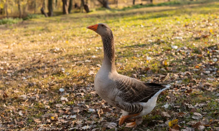 Гусята Серый Большой - фото № 1