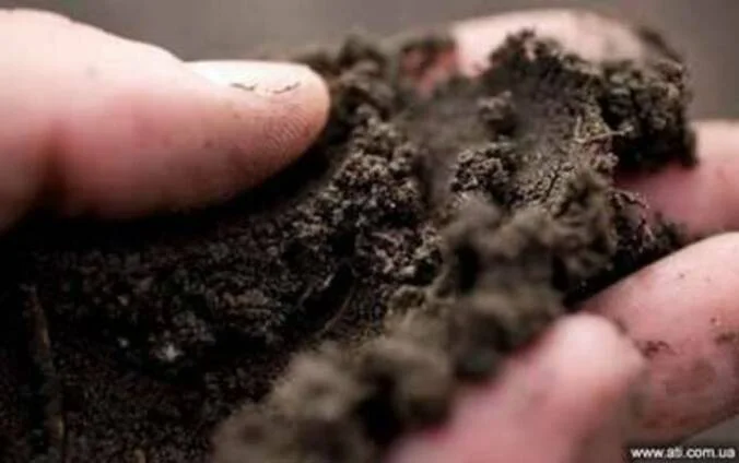 Перегной купить, перегной коровий, навоз - фото № 1