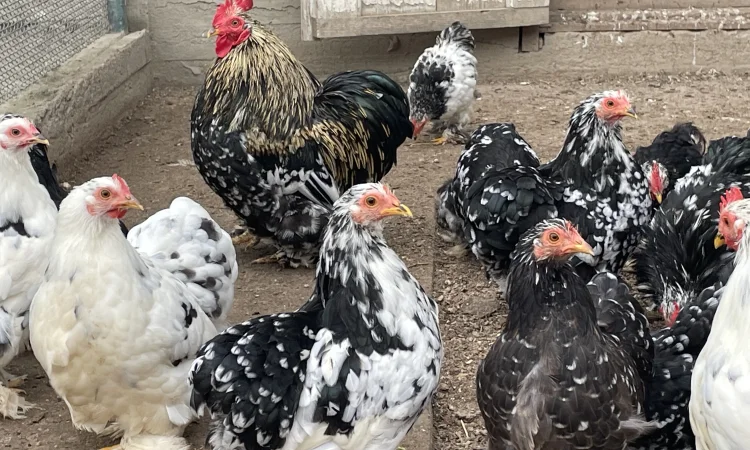 Кури карликові кохенхіни - фото № 1