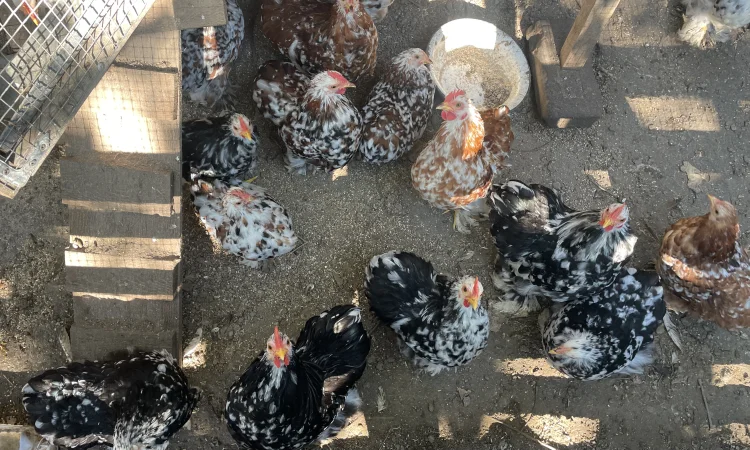 Кури карликові кохенхіни - фото № 3