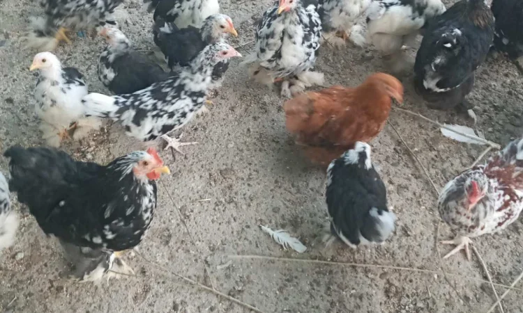 Кури карликові кохенхіни - фото № 2